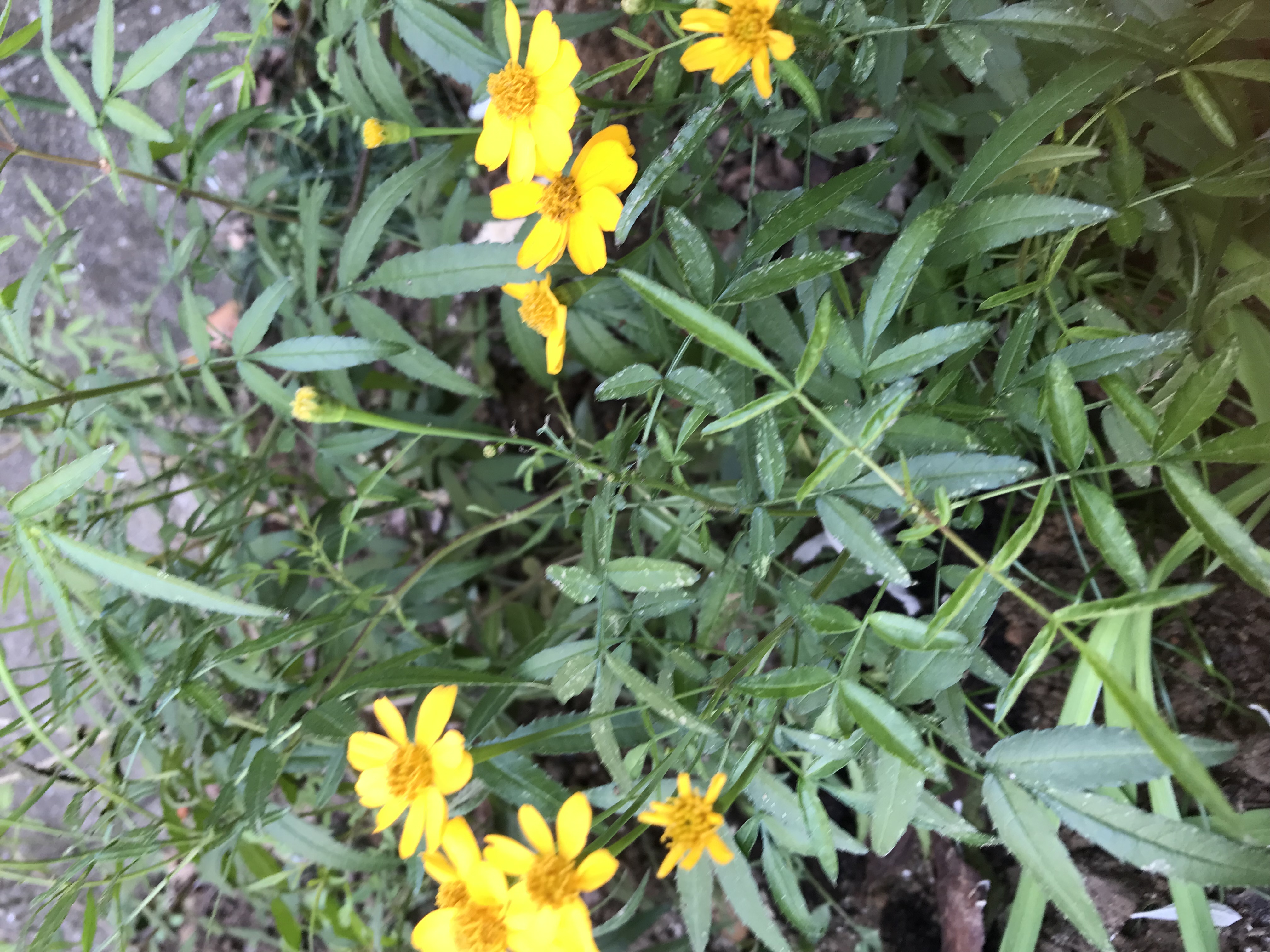 個性的な花入