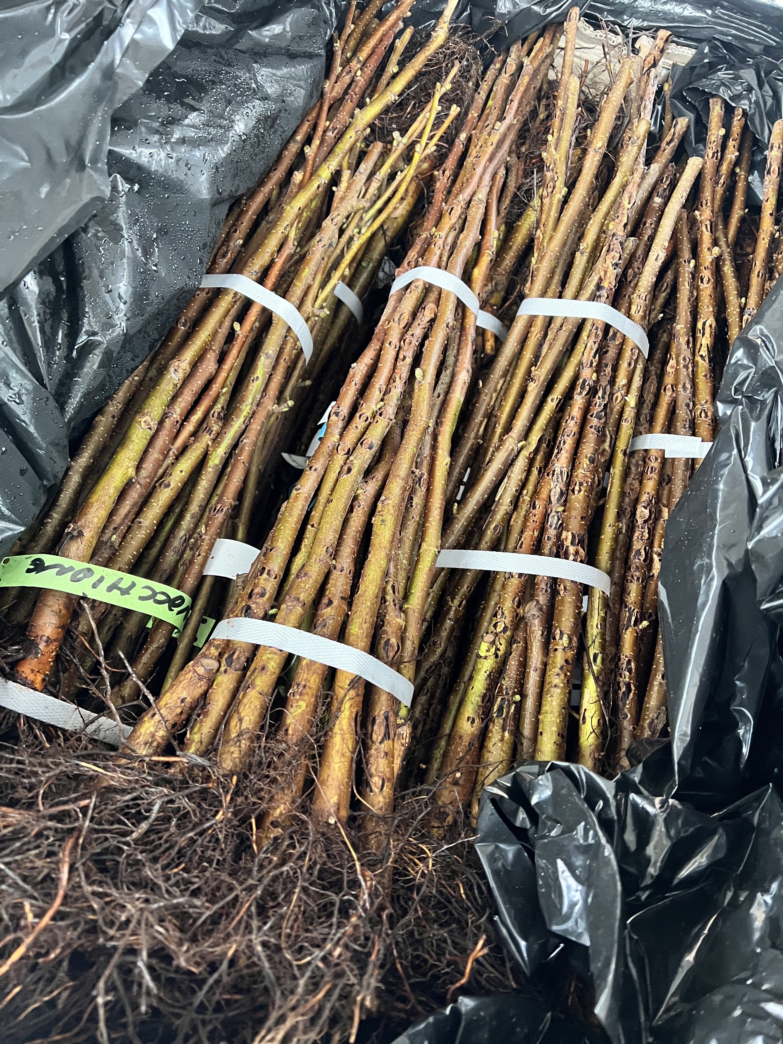 ヘーゼルナッツ苗木が入荷致しました。