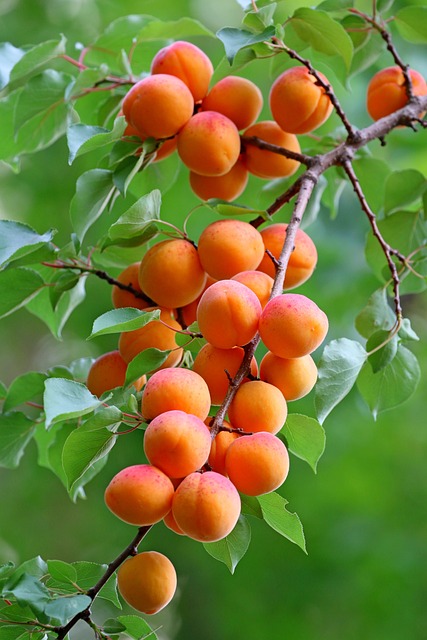 アプリコット 　 Apricot