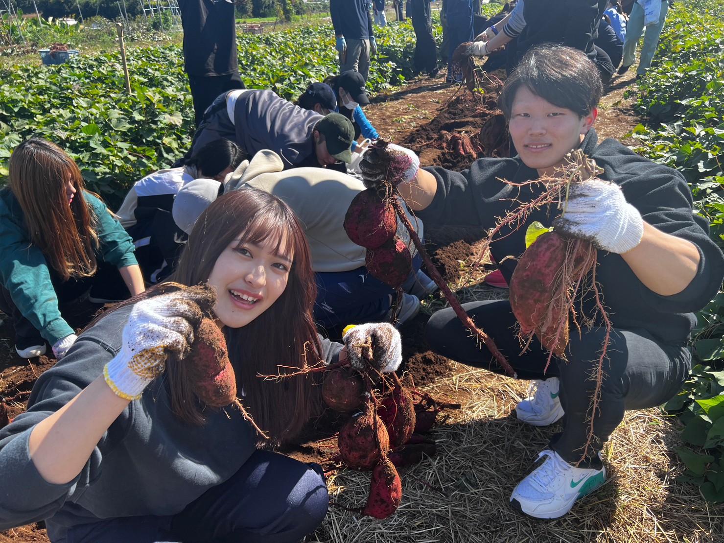 横浜産野菜の収穫祭