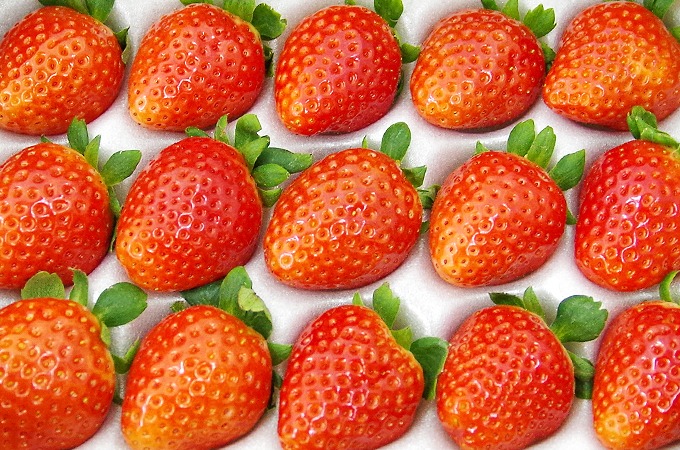 今シーズンの「スカイベリー」ネット注文受付は終了＆いちご狩りはまだまだ楽しめます！