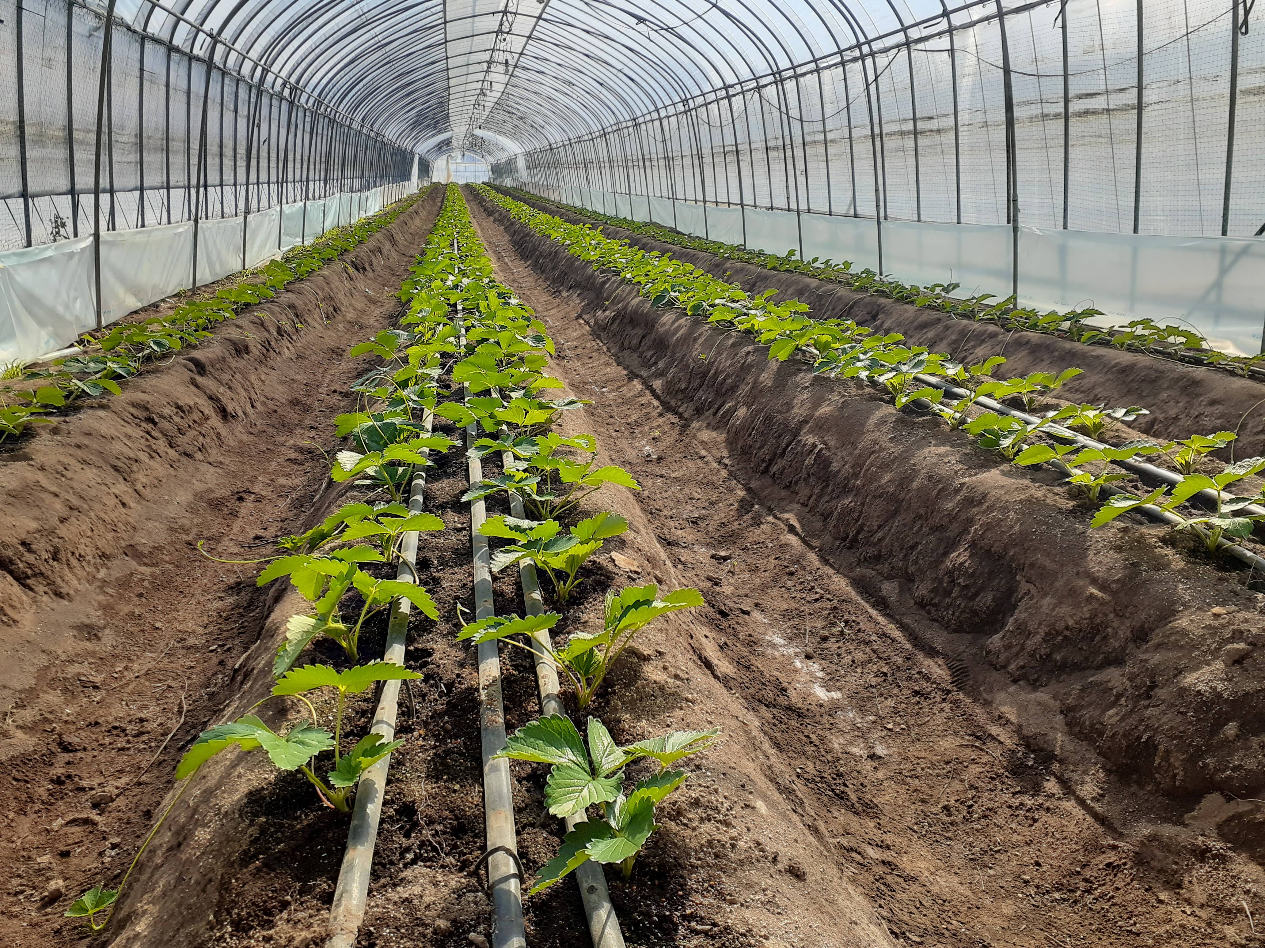 定植、苗の成長状況!