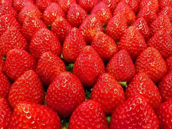 「苺」とちおとめ・とちあいか 注文受付を11/15に開始!