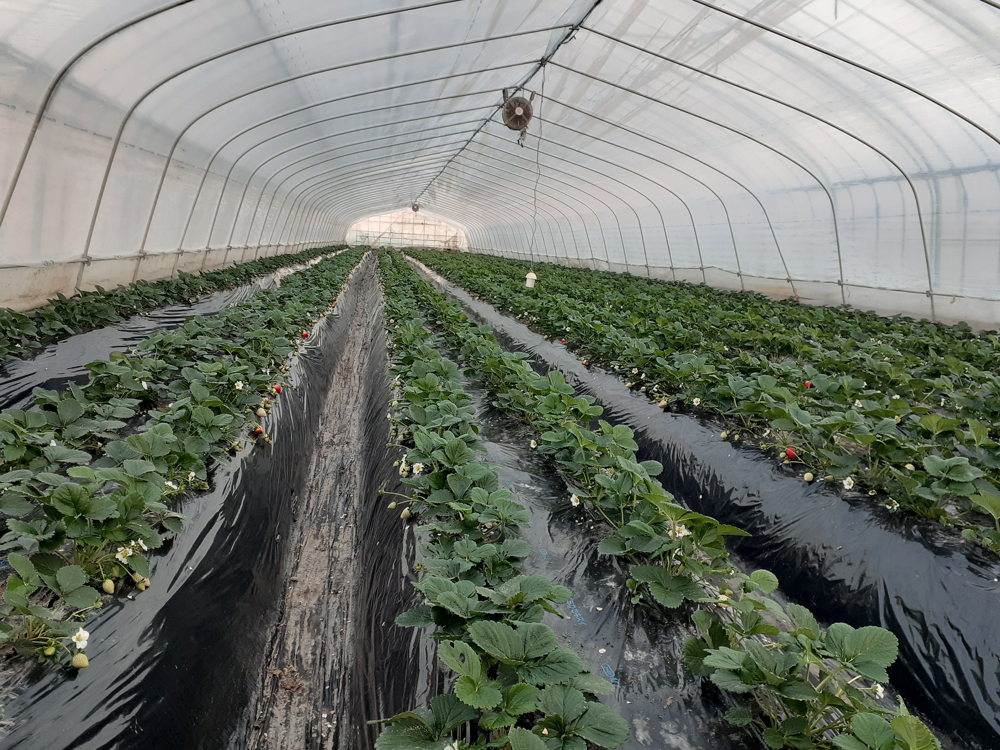 「苺」とちあいか 発送につきまして