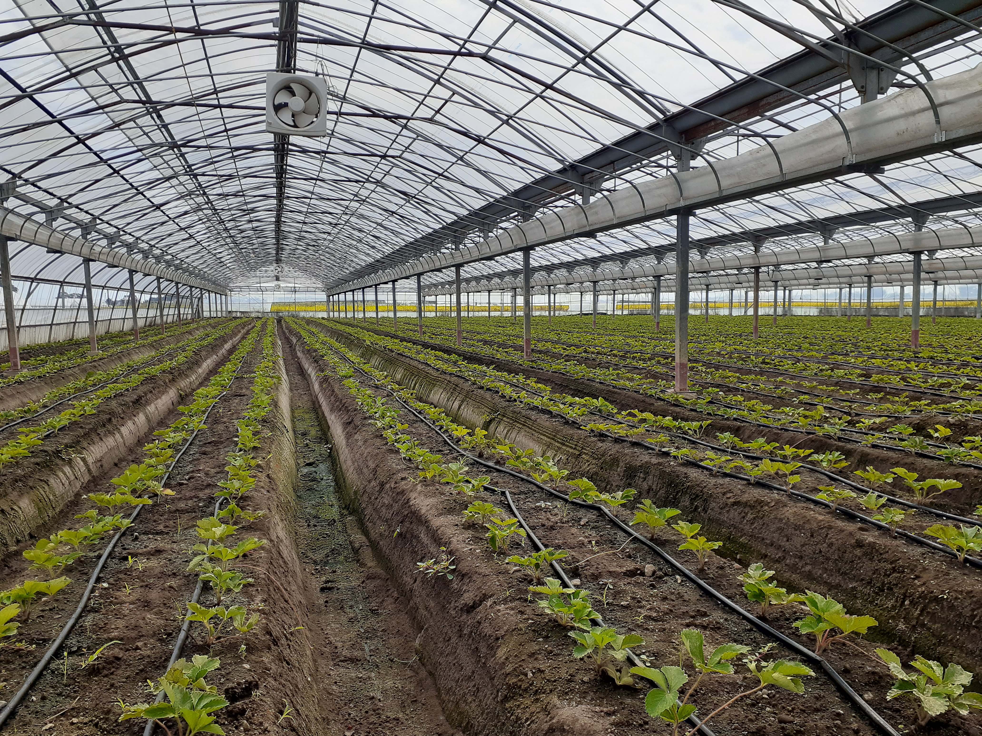 いちごの定植(苗植え)が終わりました!