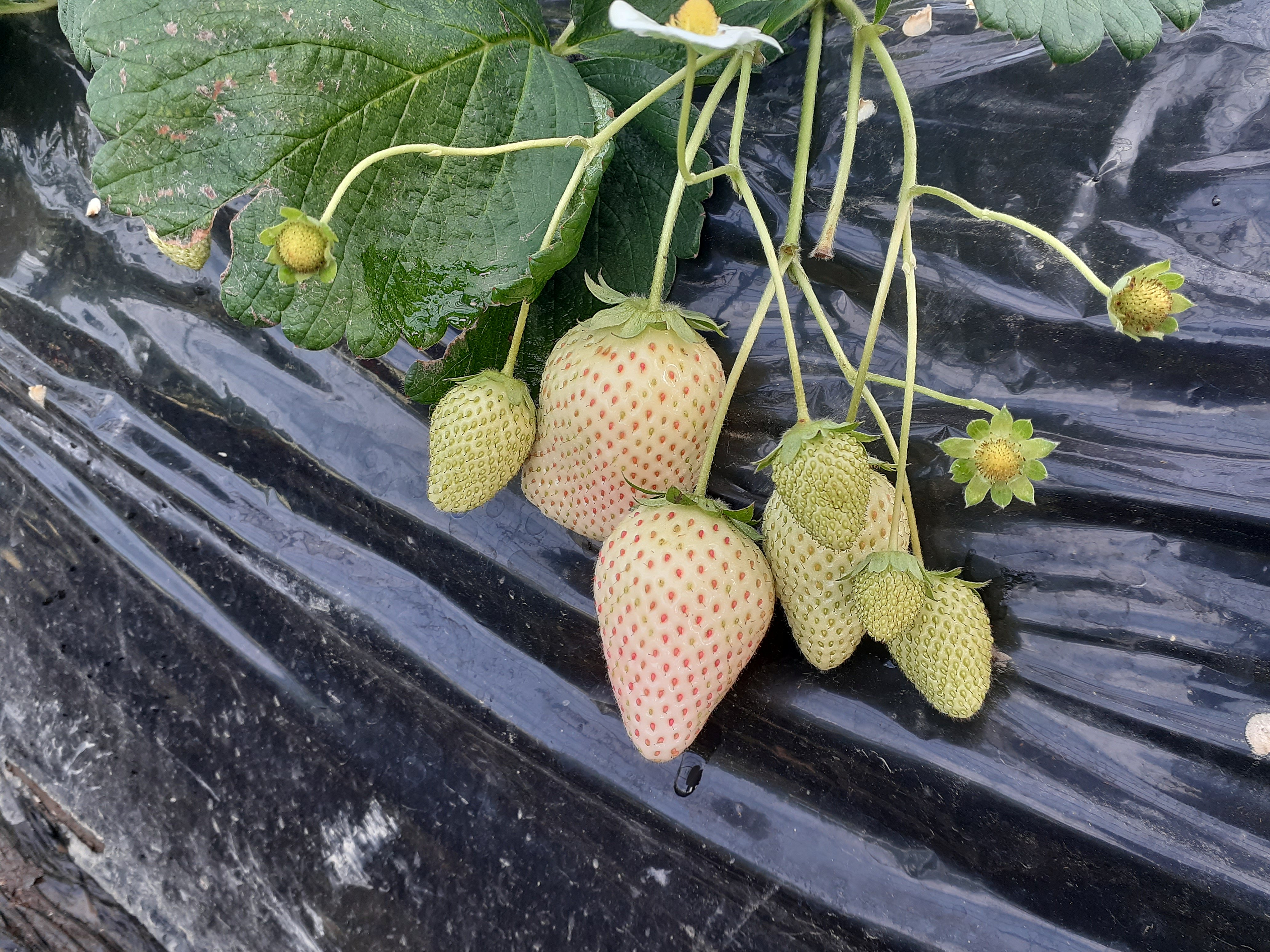 収穫は順調です!是非、いちごの食べ比べをしてください!