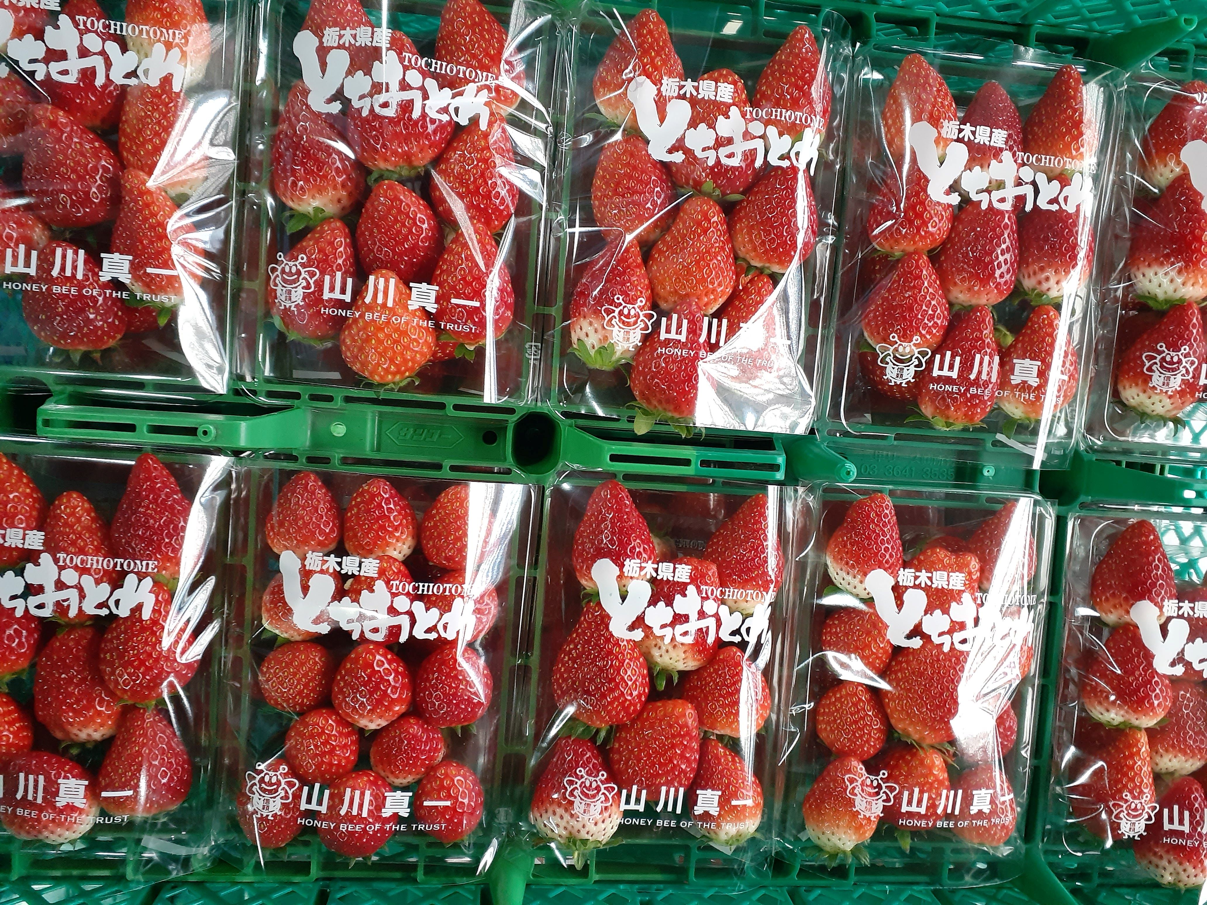 「とちおとめ」収穫・発送中！