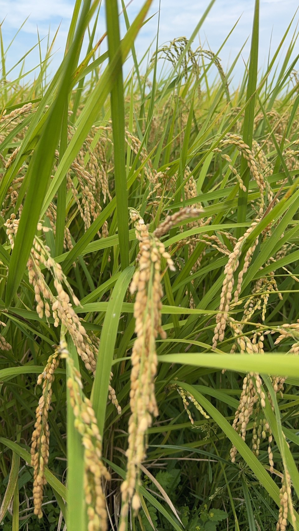 9/10(水) 新米 「とちぎの星」 販売開始!