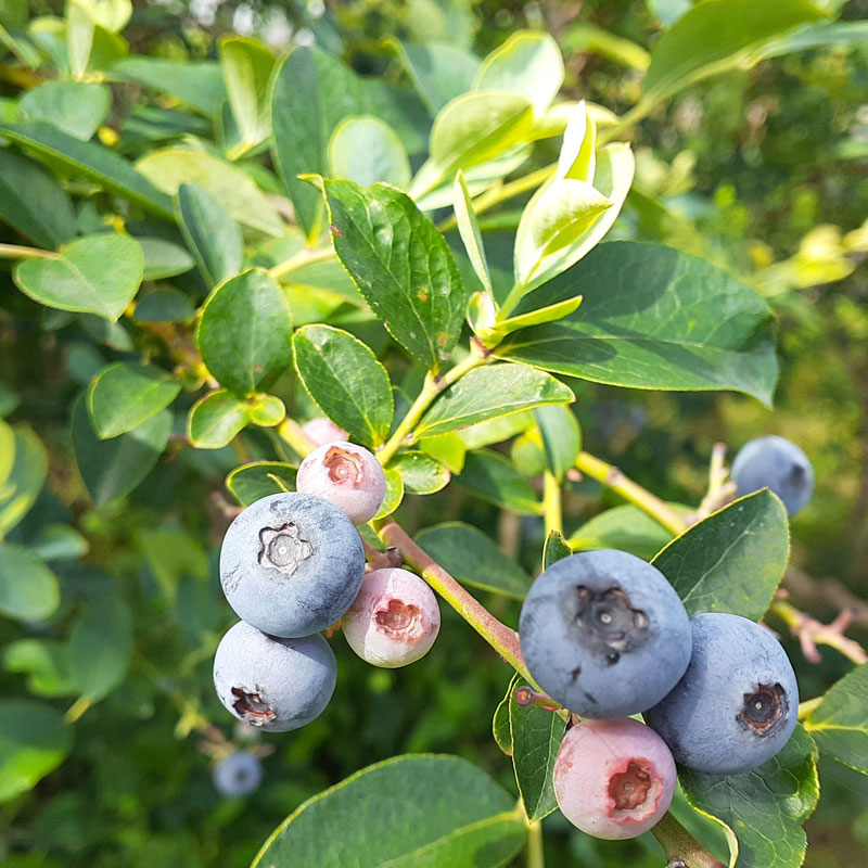 「訳あり 生ブルーベリー」ネット注文受付を終了!