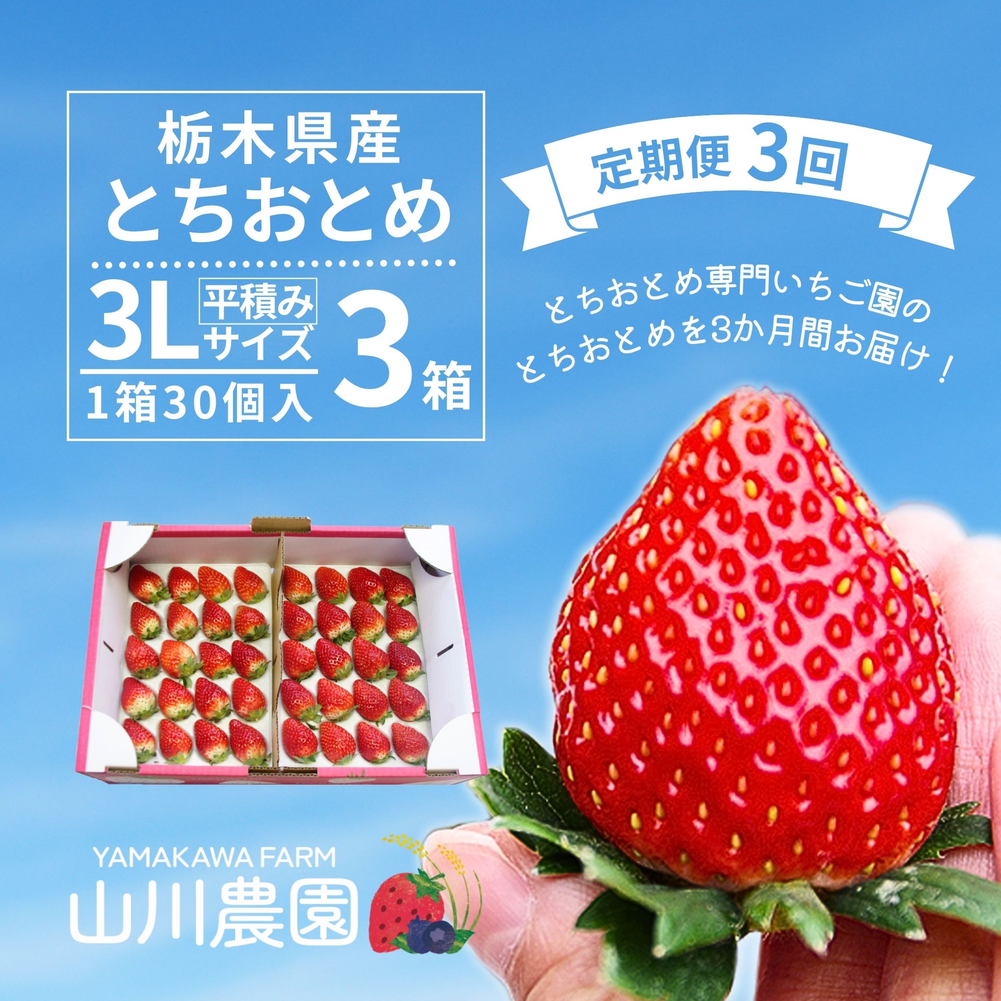 定期便「とちおとめ」3L、12/5(金)から注文受付開始!