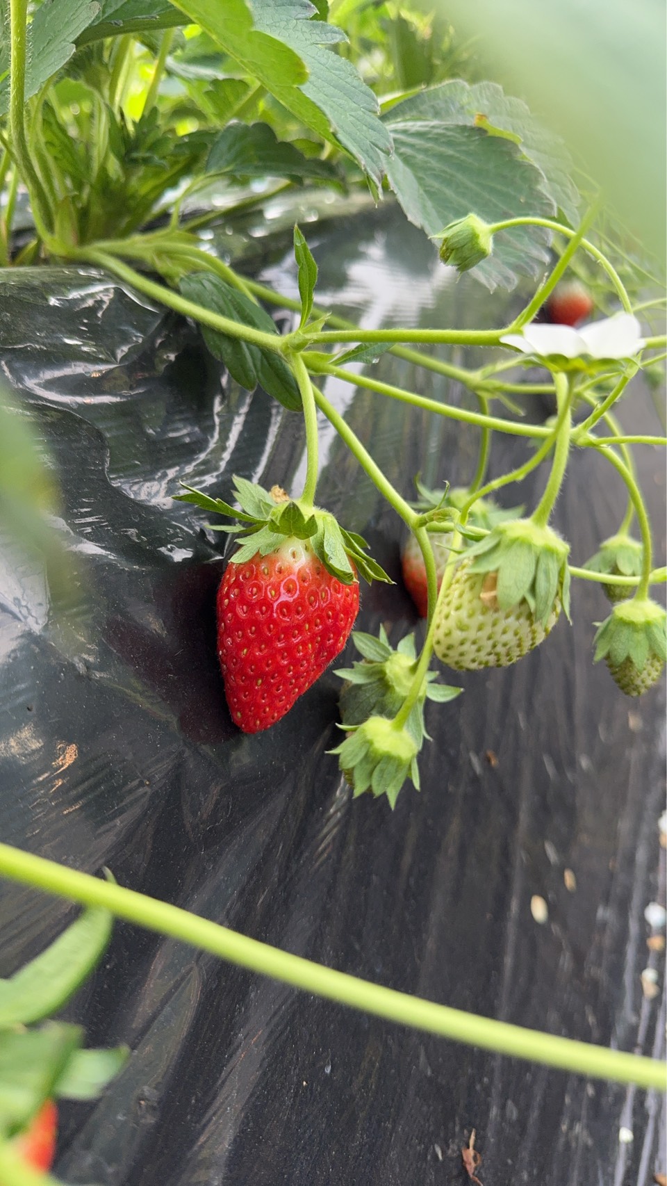 「とちおとめ」順調に生育中！