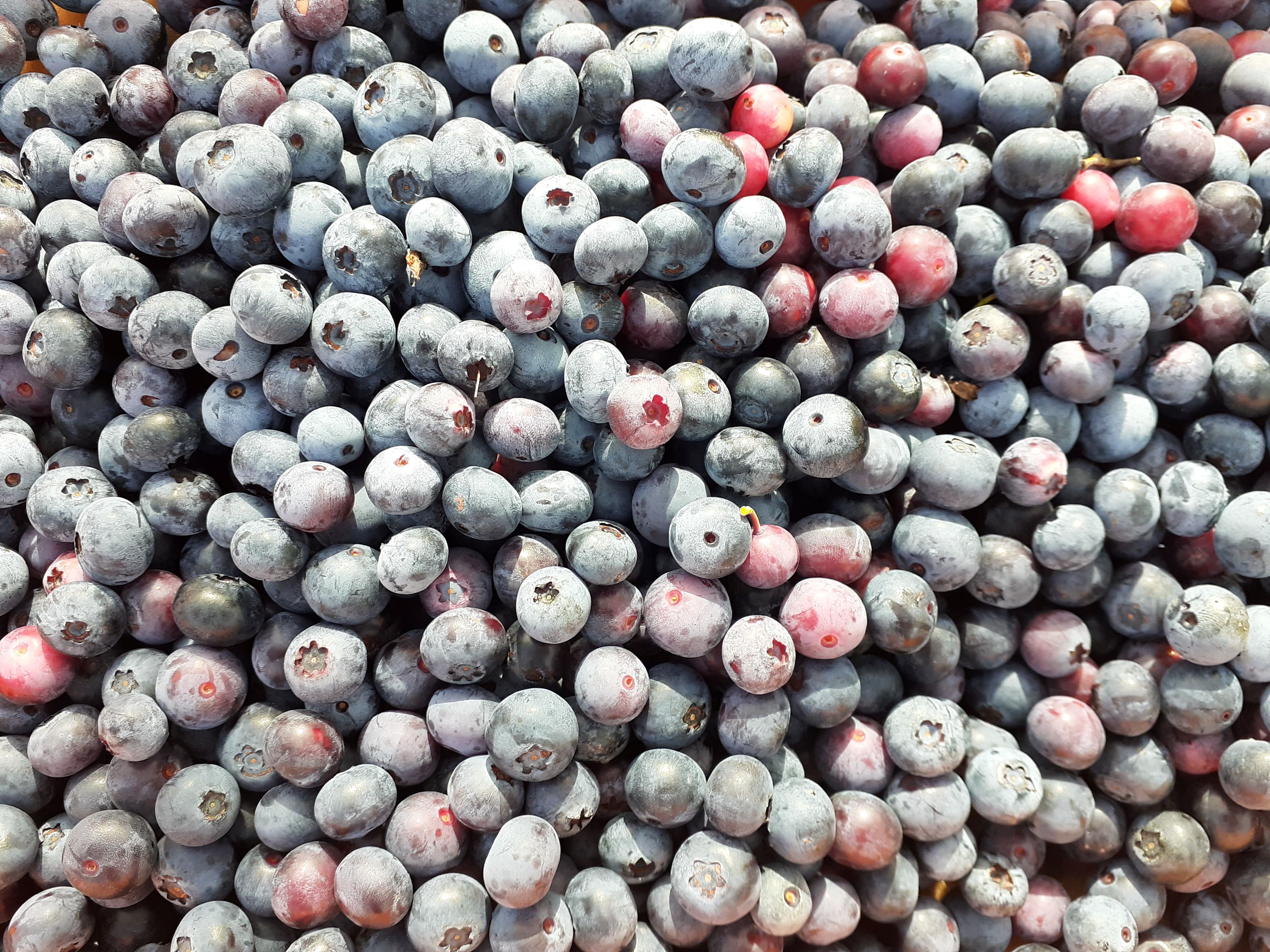 「訳あり 生ブルーベリー」注文受付は7/31まで!