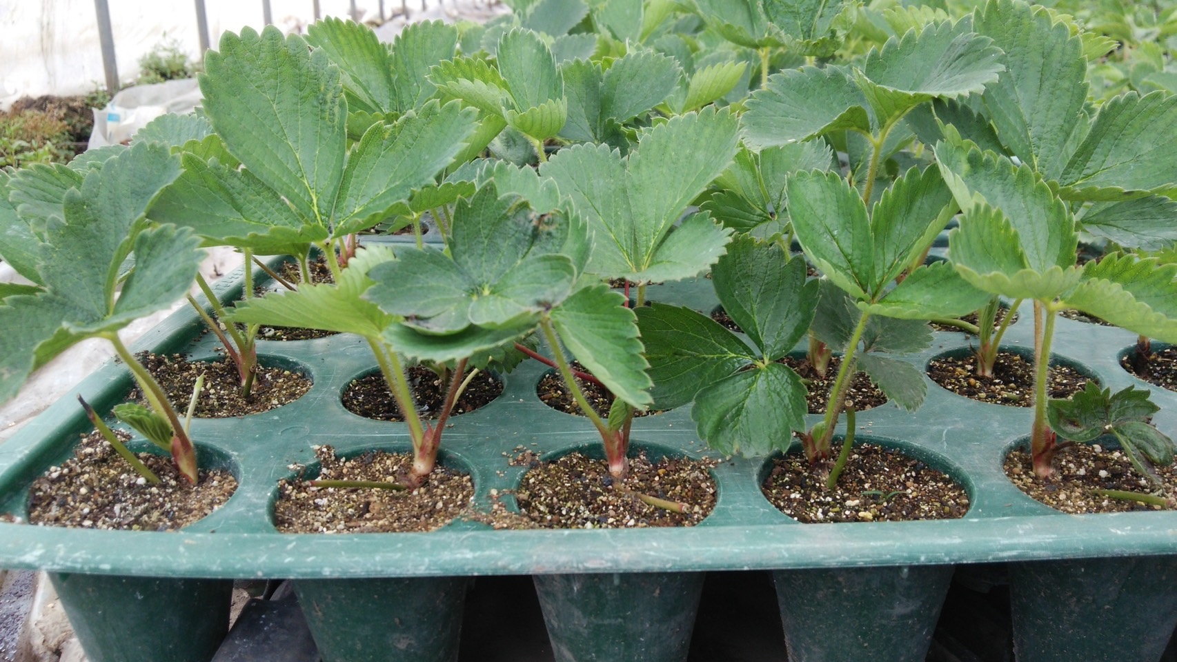 苺作り「とちおとめ」現在の様子です!