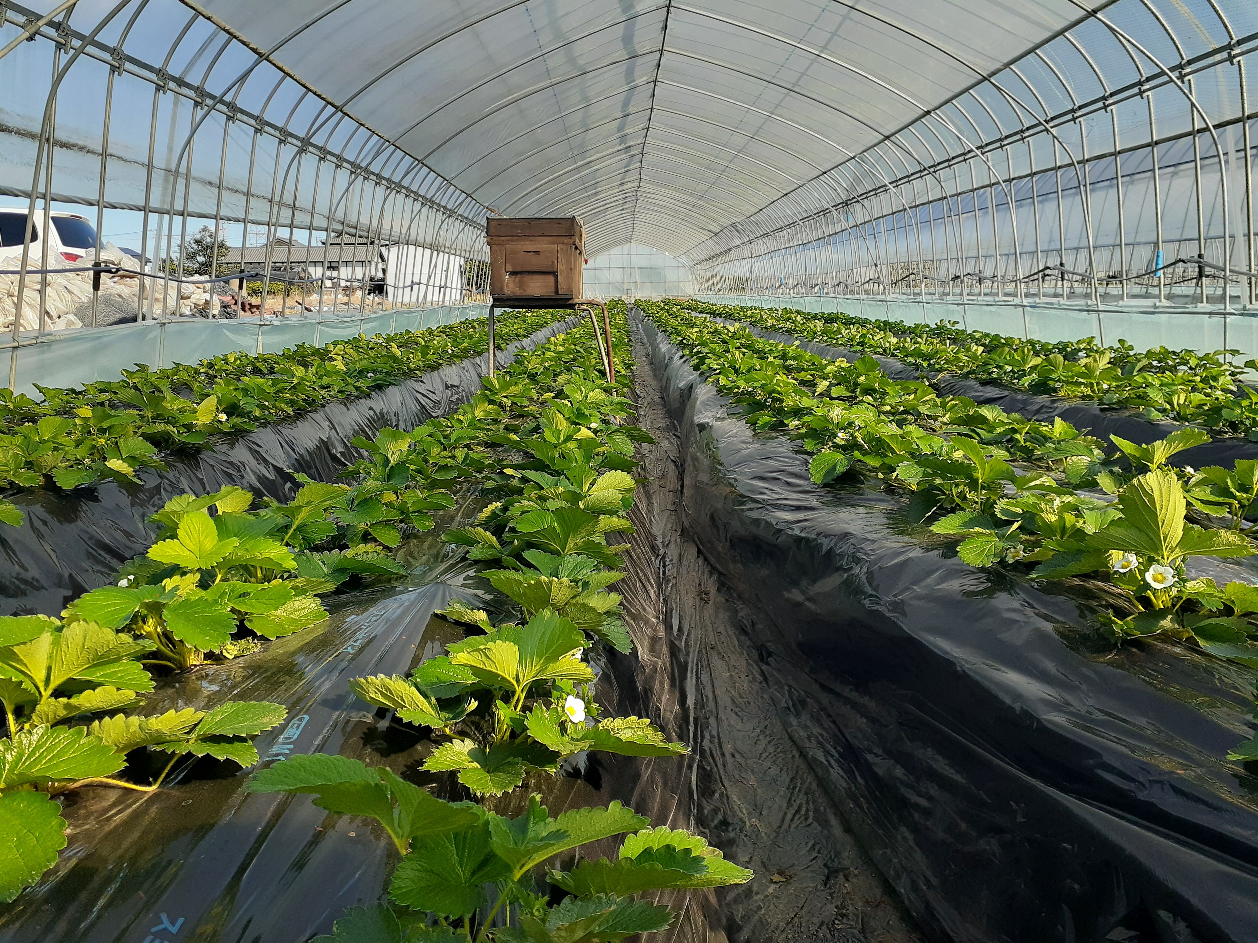 今シーズンの注文受付につきまして