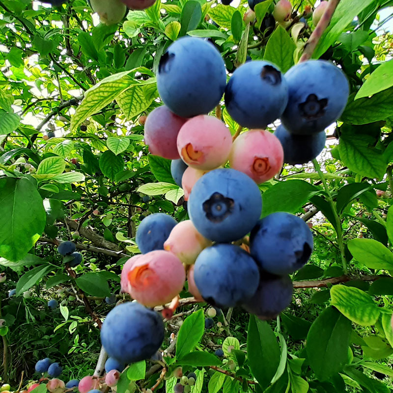 「訳あり 生ブルーベリー」期間限定でネット注文受付開始!