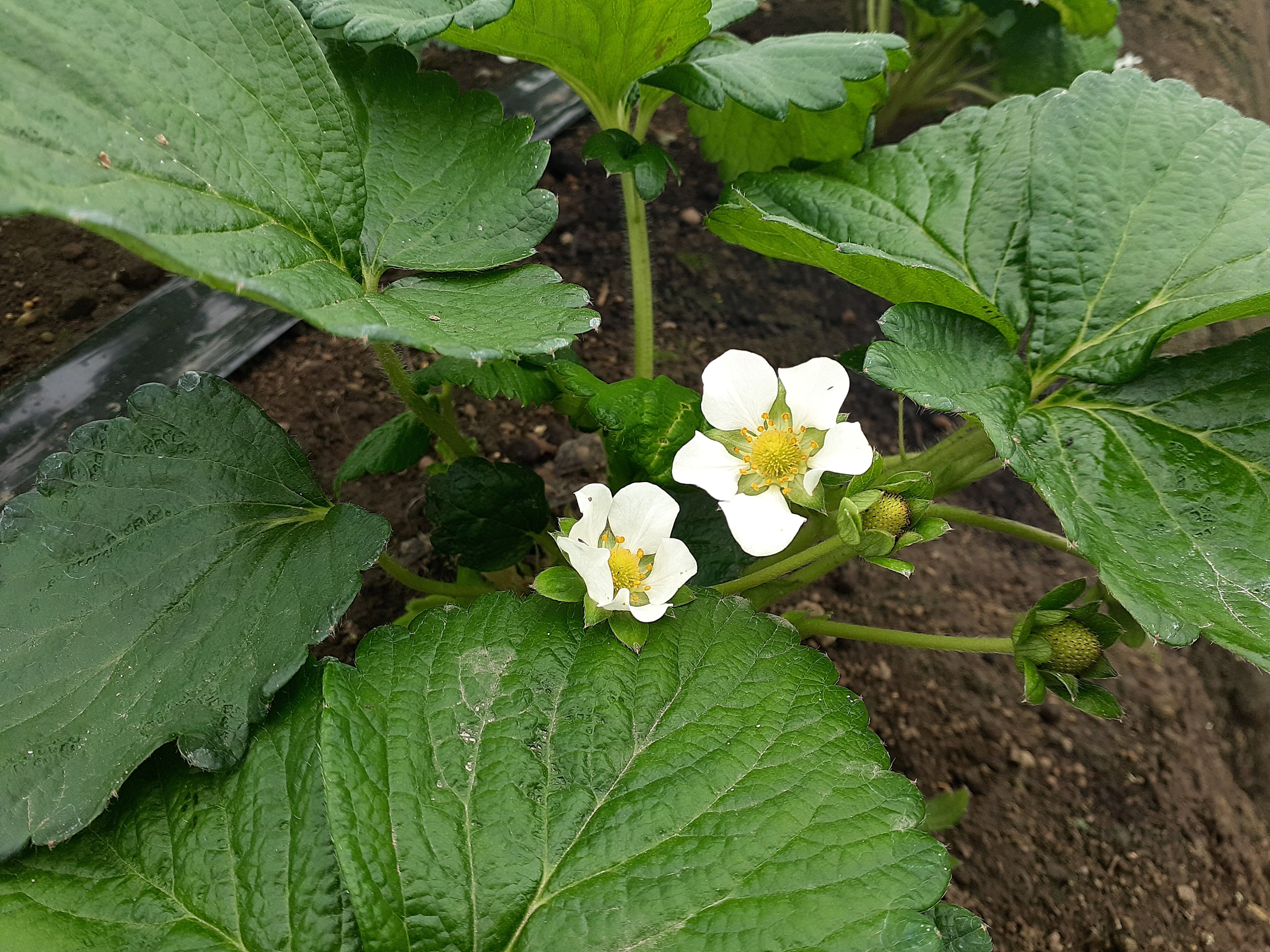 イチゴの花が咲いてきました!