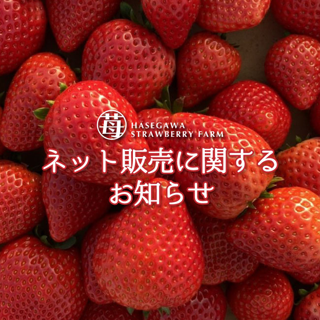 「長谷川いちご園」ネット販売に関するお知らせ