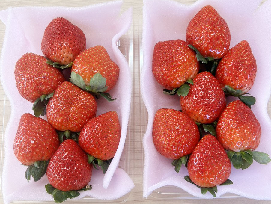 今シーズンの販売について、今しばらくお待ちください！