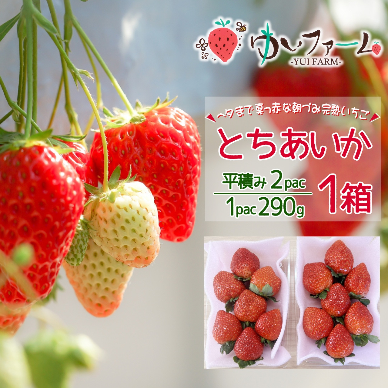 「とちあいか」収穫中！