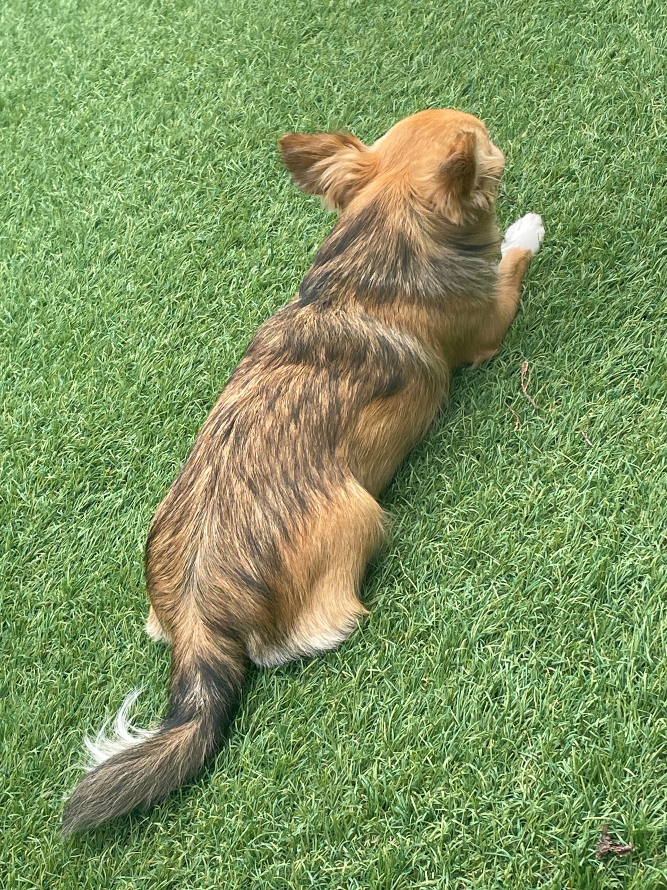もろこ...
