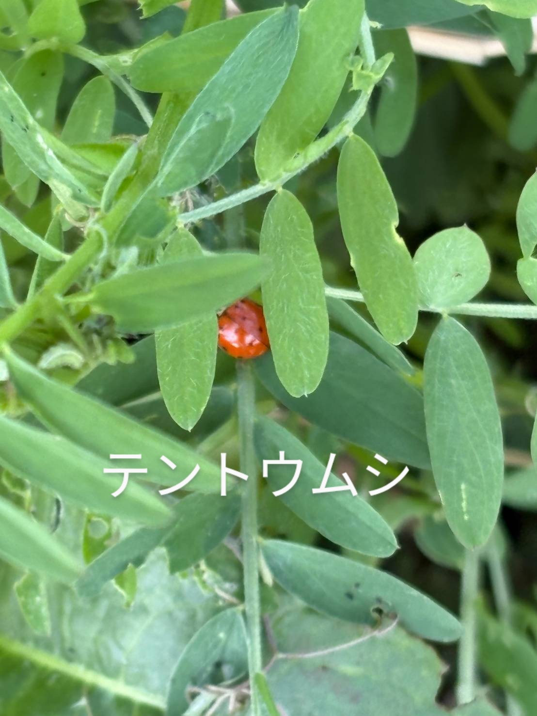 あたたたたたかきかなぁ...