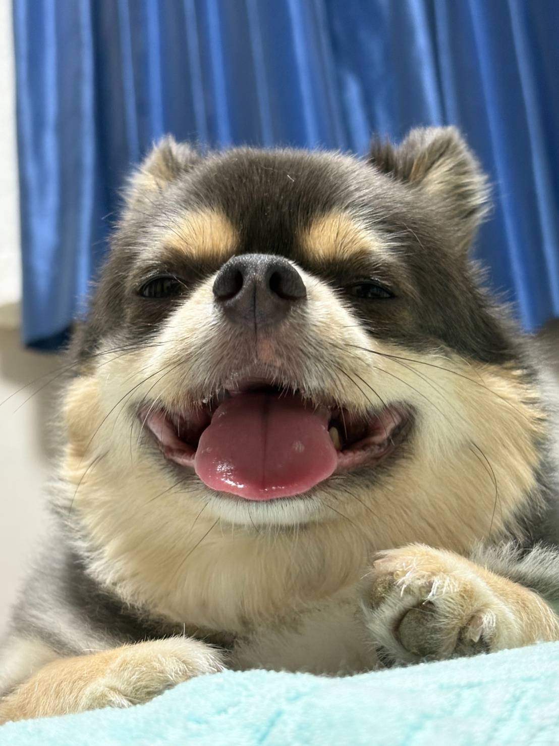 こんしゅうで...