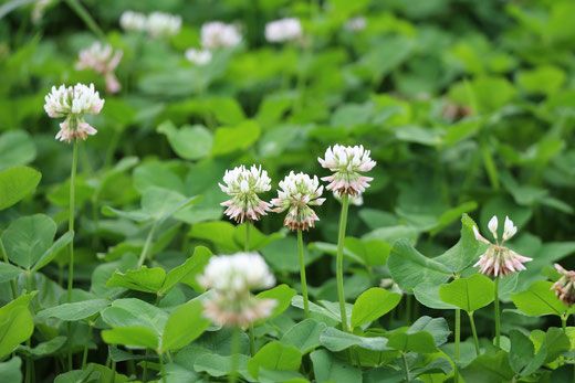 そもそもなんで養蜂？