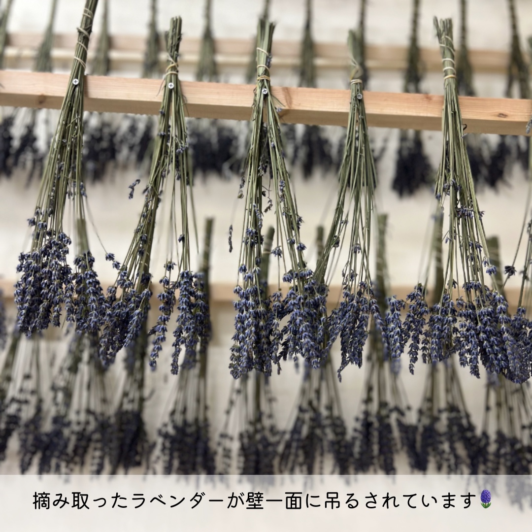 ラベンダーのスワッグ作りのワークショップに行ってきました🪻✨