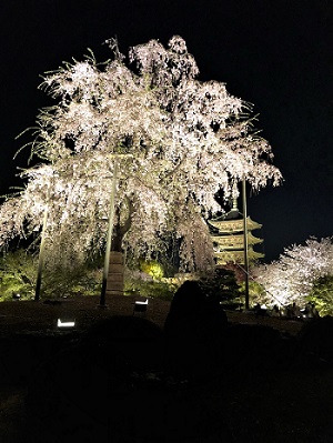 京都発、東寺と桜。