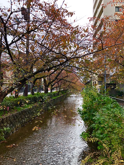 京都の紅葉の見ごろを迎え。
