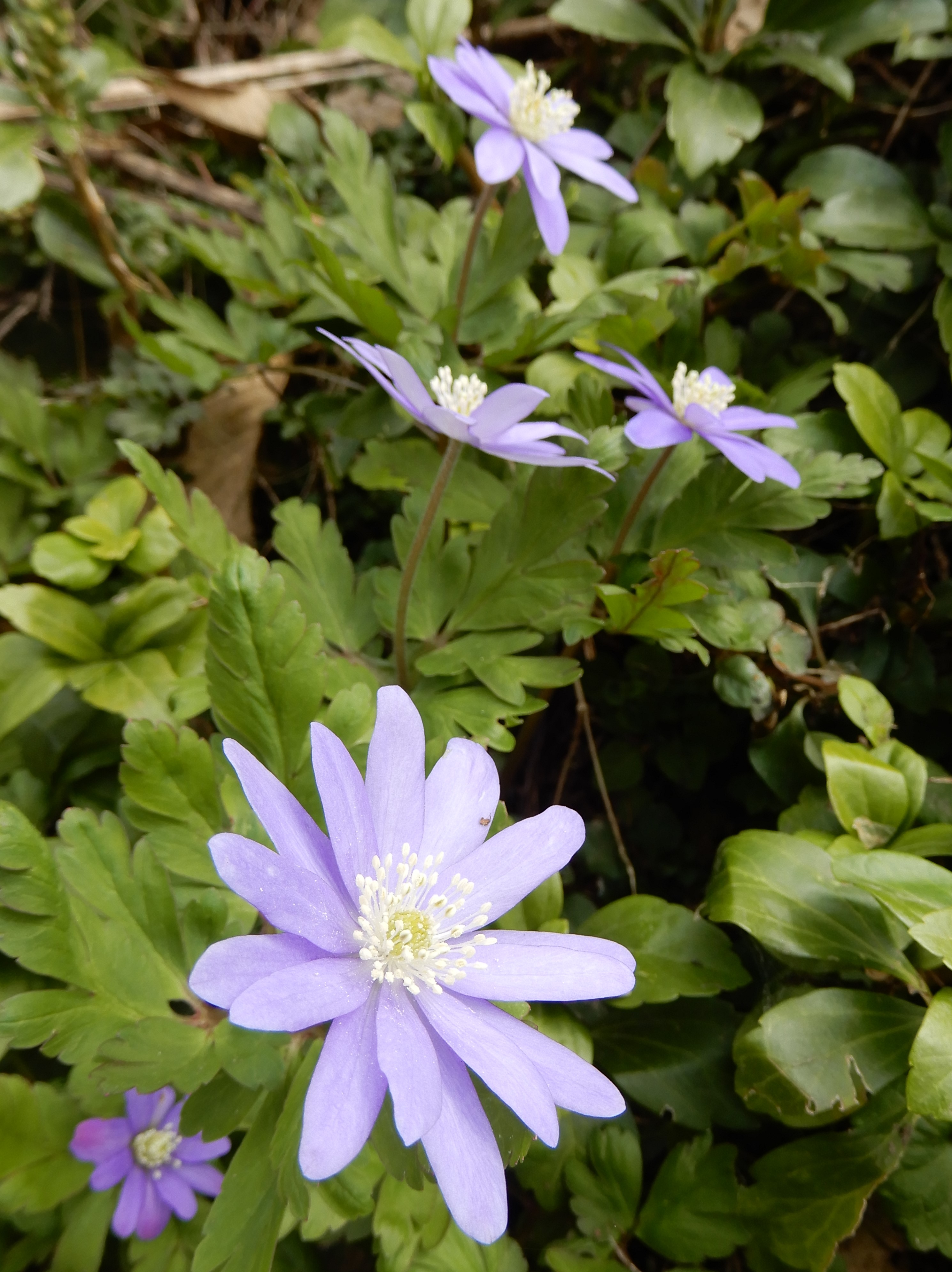 妻有の郷に春がきました～🌺