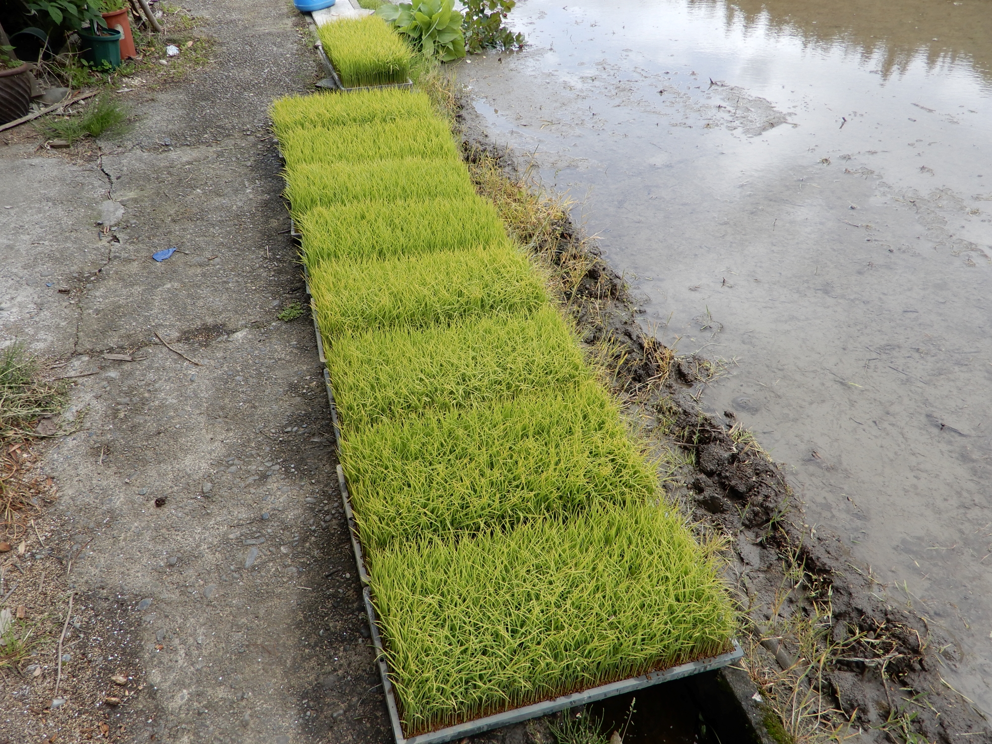 【農家さん取材レポ】田植えが始まりました！