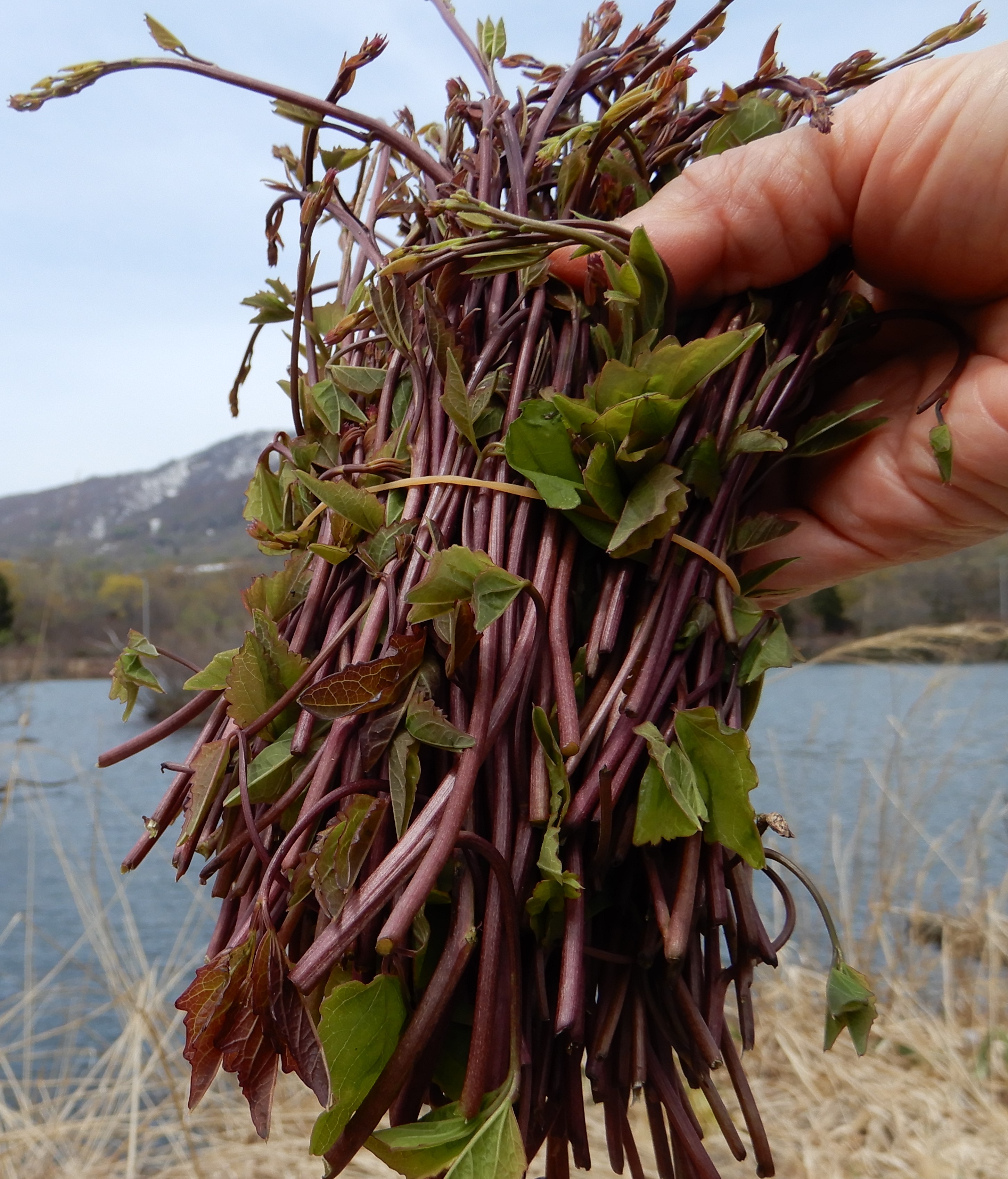 山菜を出荷しています！💛　十日町産の旬の味！！　田んぼの春作業も始まります～！！！