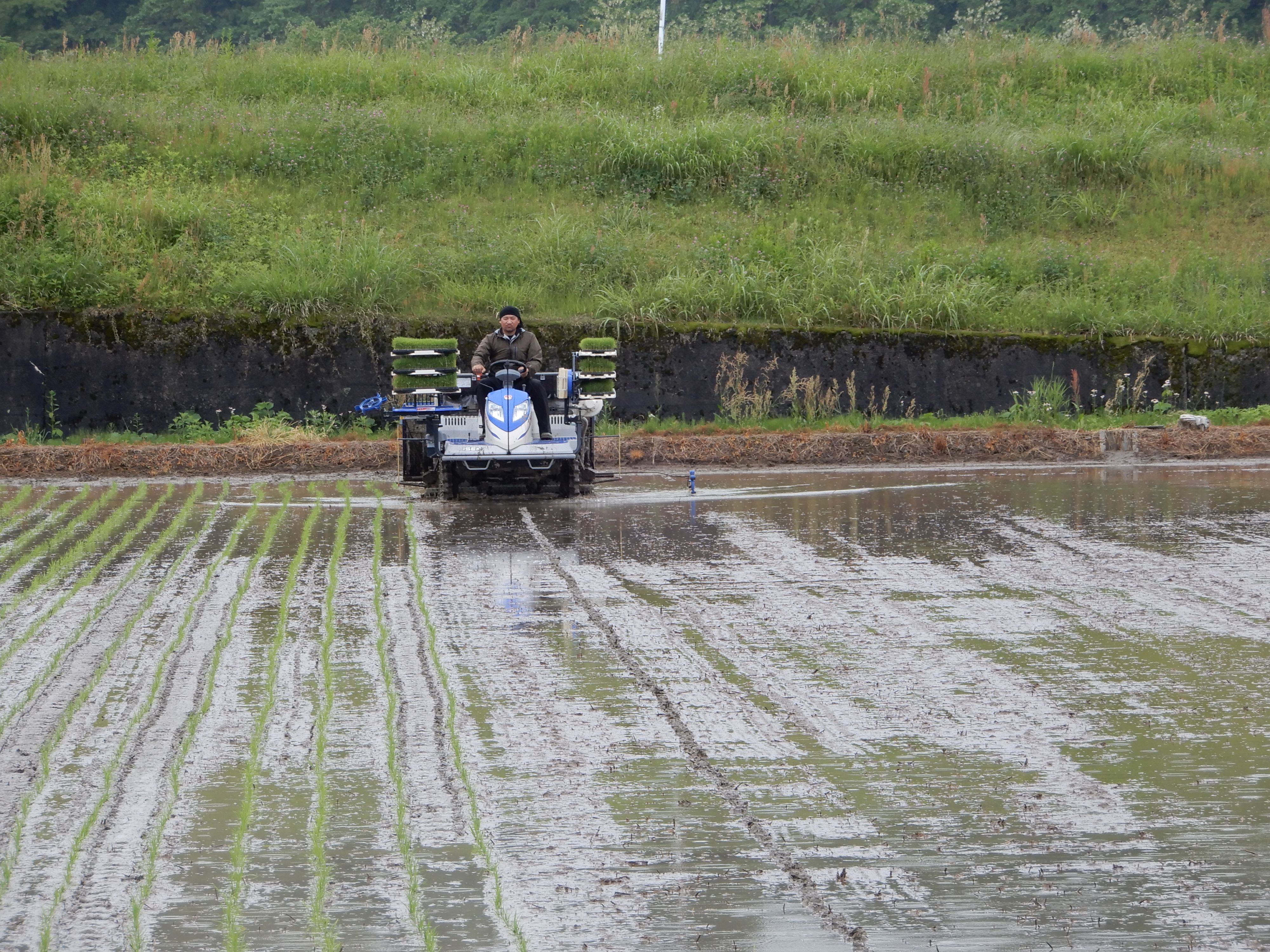 【農家さん取材レポ】田植えが始まりました！Vol.2