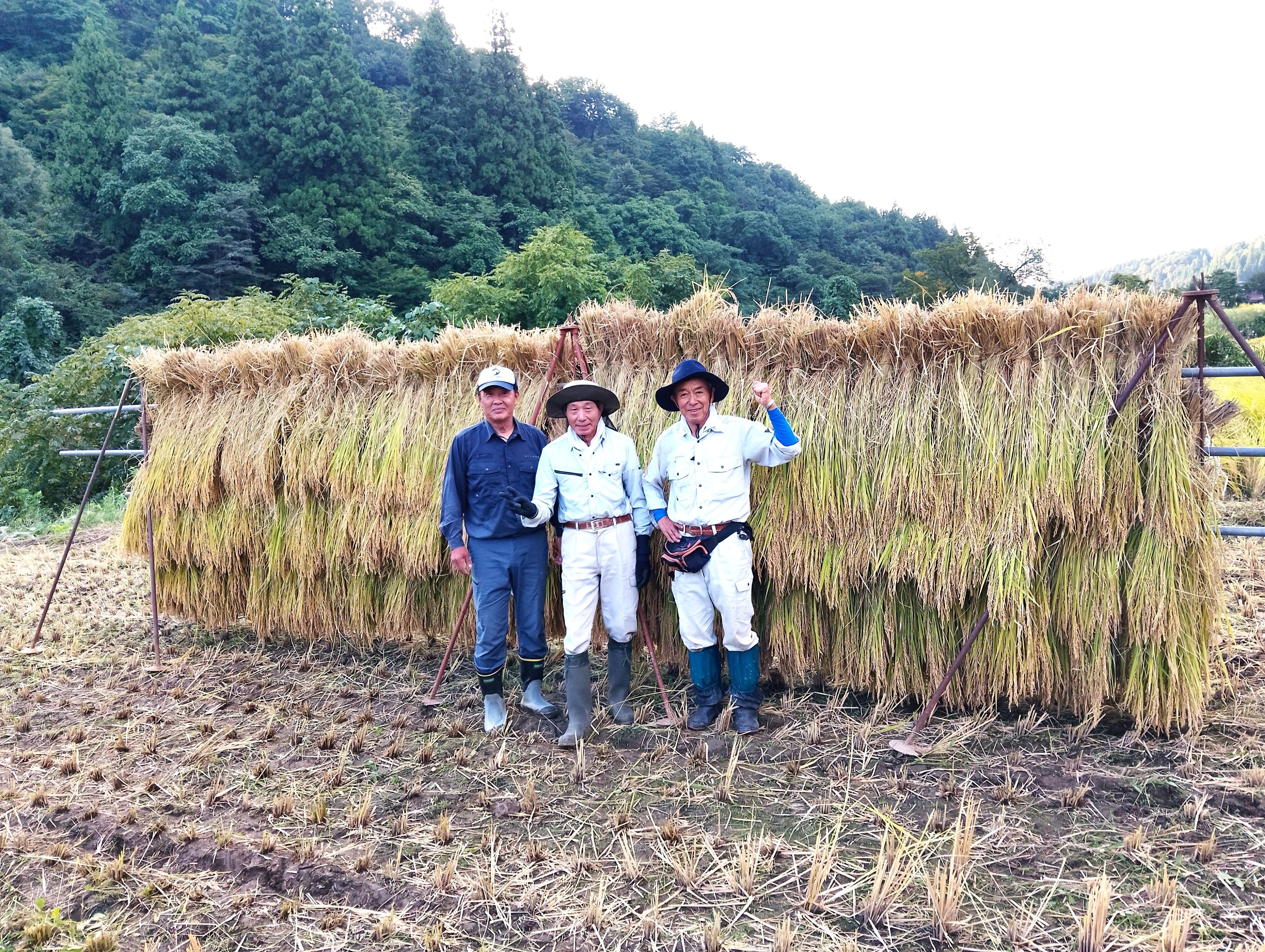 　今年もはざかけ米を収穫しました。令和７年産の魚沼コシヒカリがもうすぐお届けできます。
