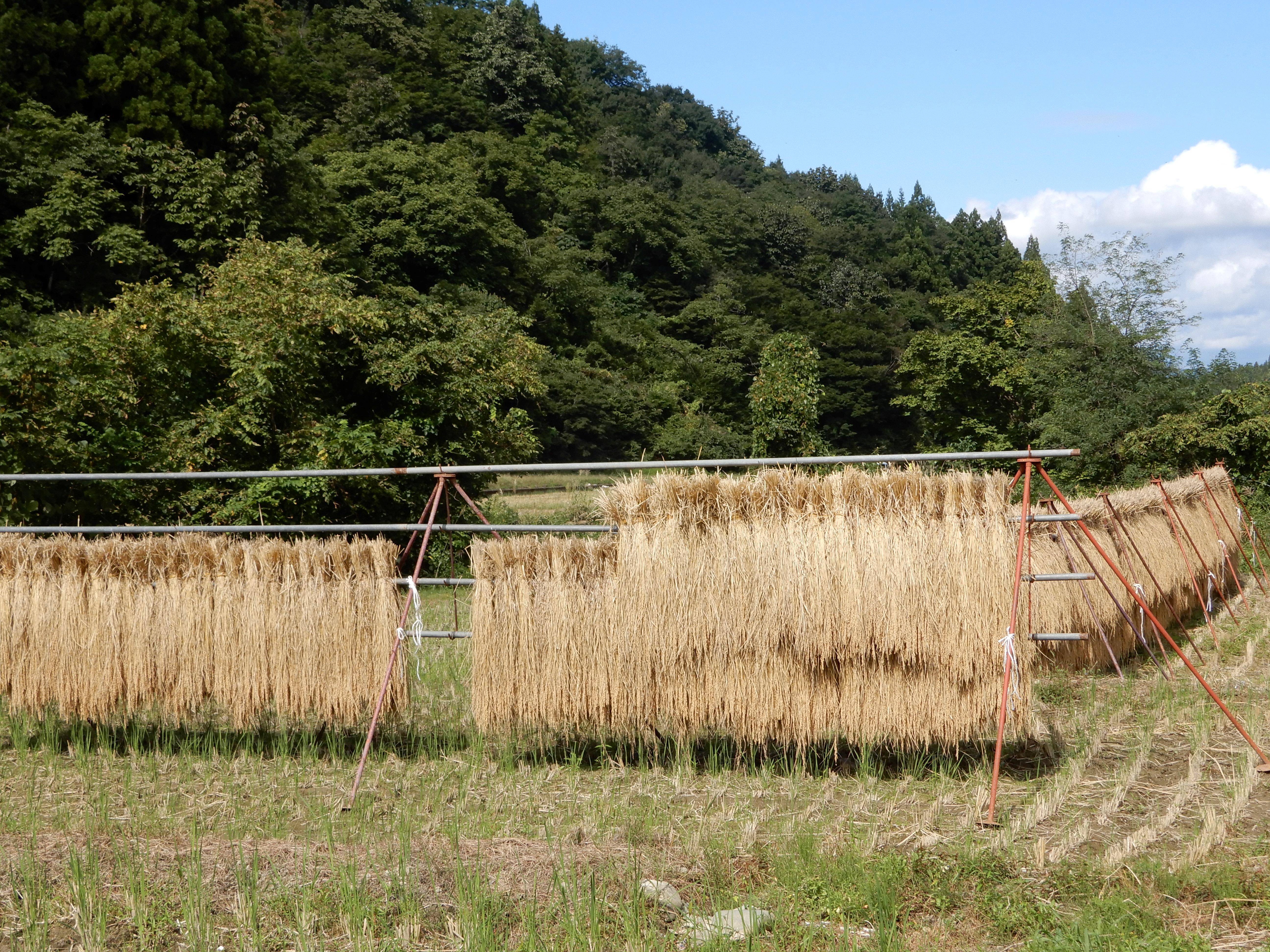 はざかけ米　おいしくできあがりそうです！