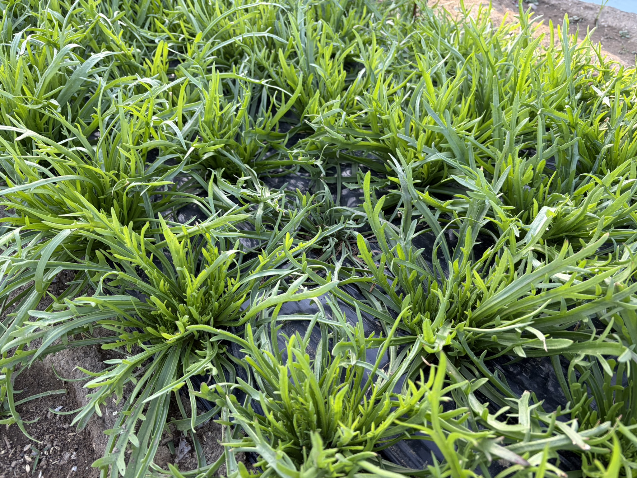 野菜セット価格改定のお知らせ（2026年5月1日より）
