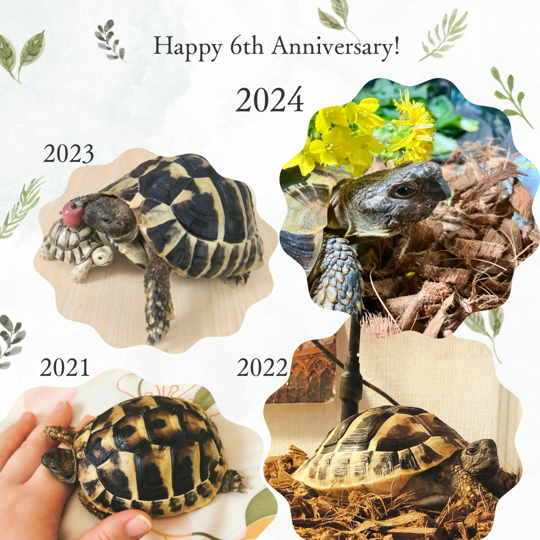 こだわりポイント③「生産者もリクガメ飼育者」：リクガメのごはん屋さんをはじめたきっかけ