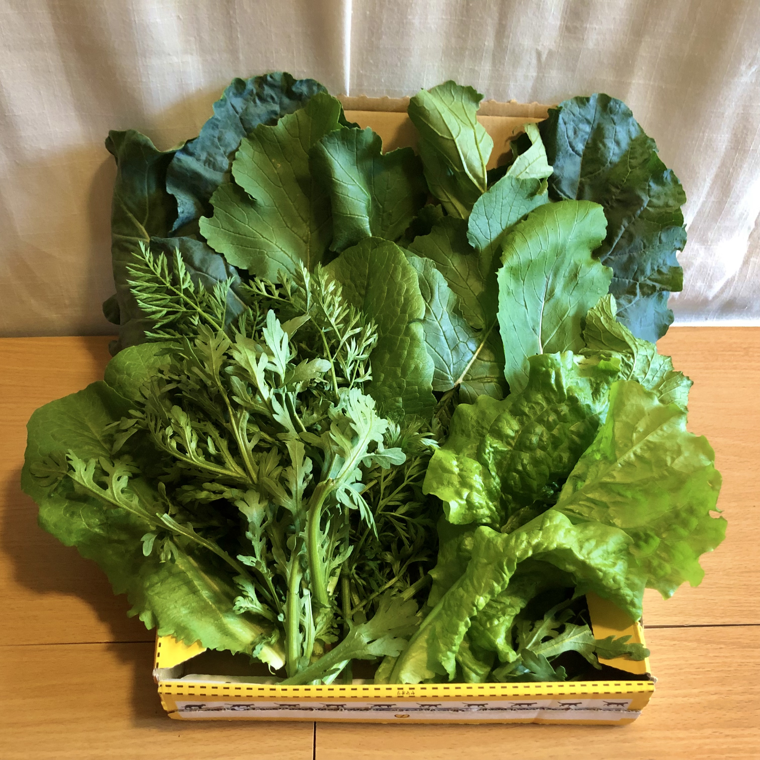 こだわりポイント②「新鮮さ」：スーパーよりも新鮮なお野菜が自宅に届く