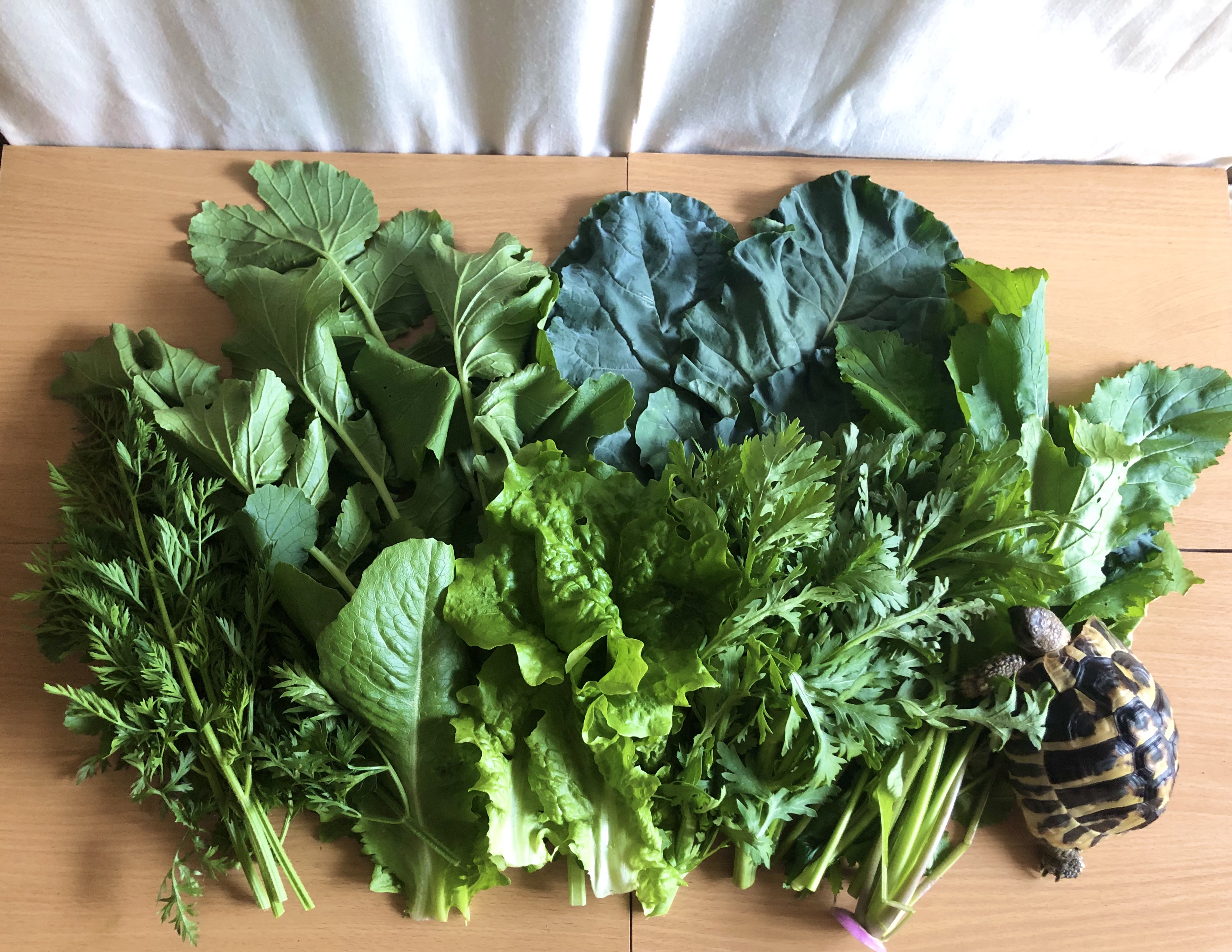 「リクガメ向けのお野菜セット」の栄養素のひみつ　いつもの「小松菜」よりも高い栄養価！？　