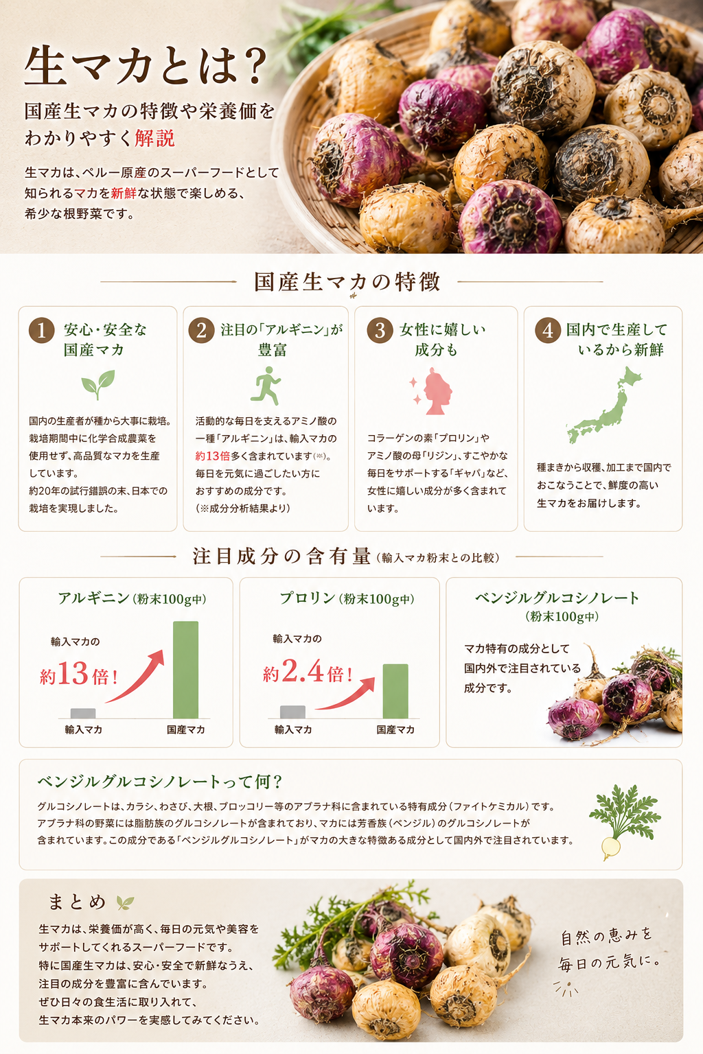 生マカとは?国産生マカの特徴や栄養価をわかりやすく解説