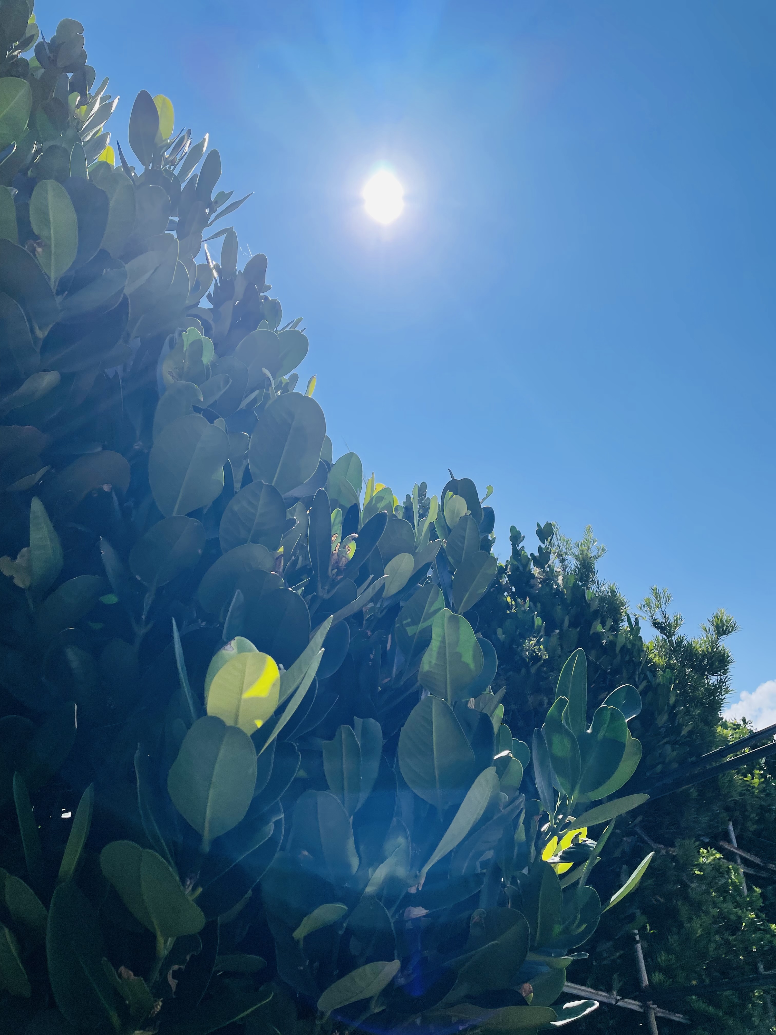 晴れた伊江島よりGOOD🌞MORNING