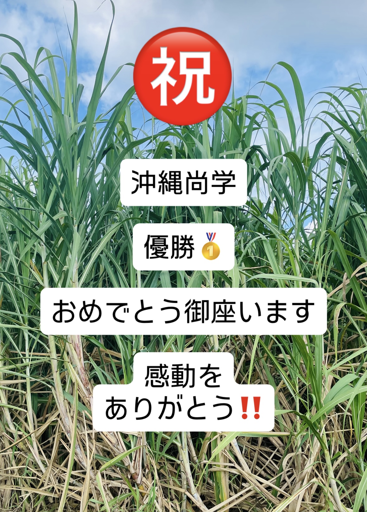 沖縄尚学㊗️優勝おめでとうキャンペーン🚩
