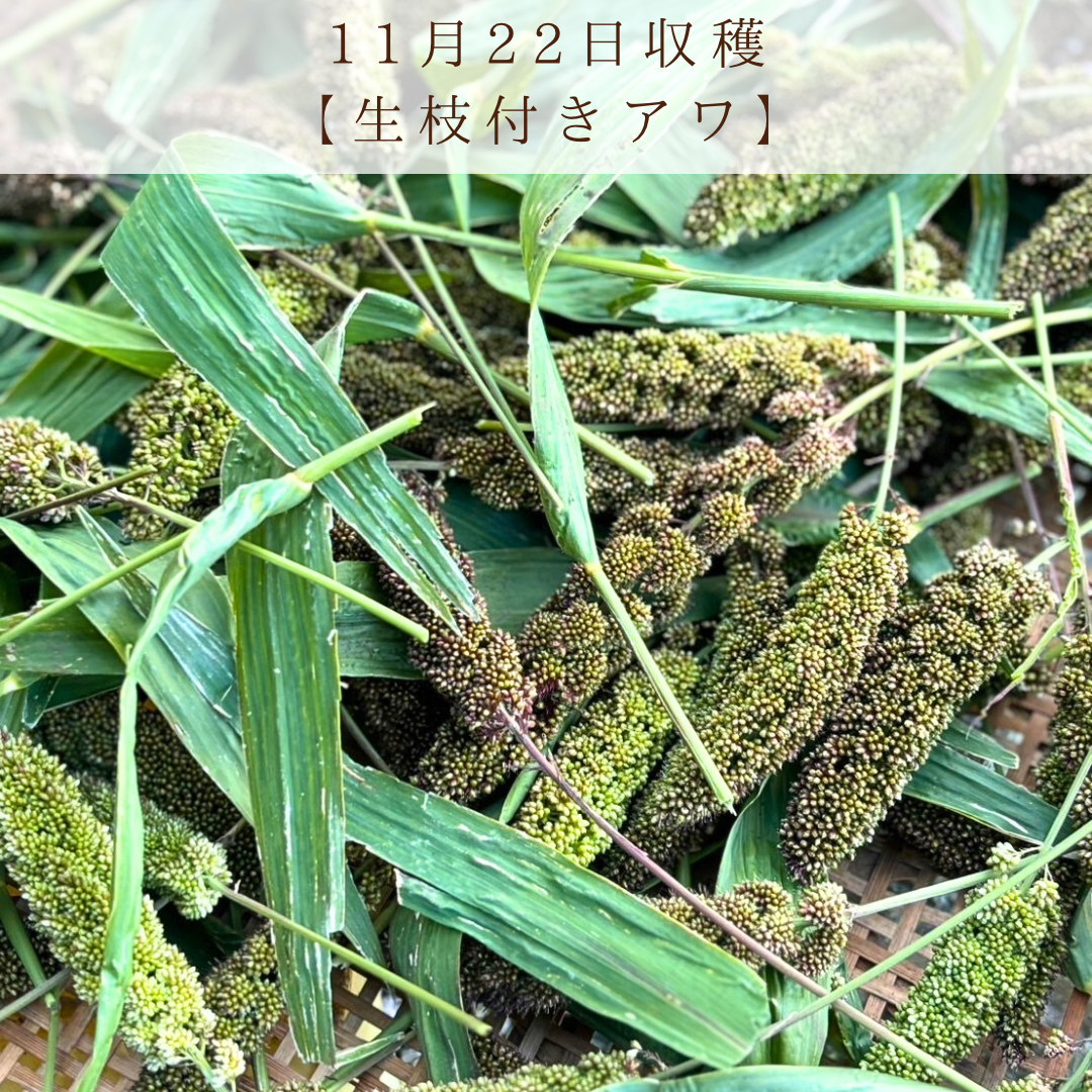 鳥さんの生枝穂おやつ保管方法