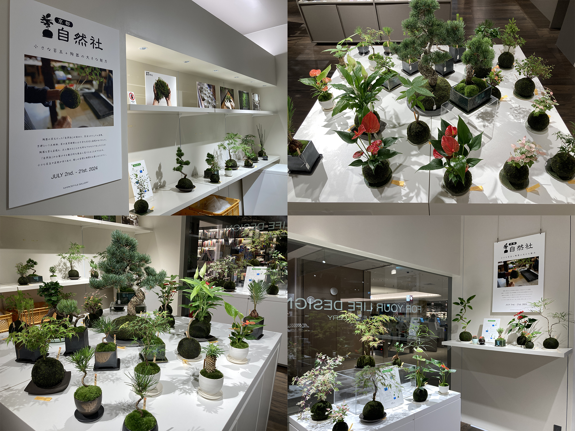 京都「自然社」の苔玉とカジュアル盆栽 POP-UP開催中！