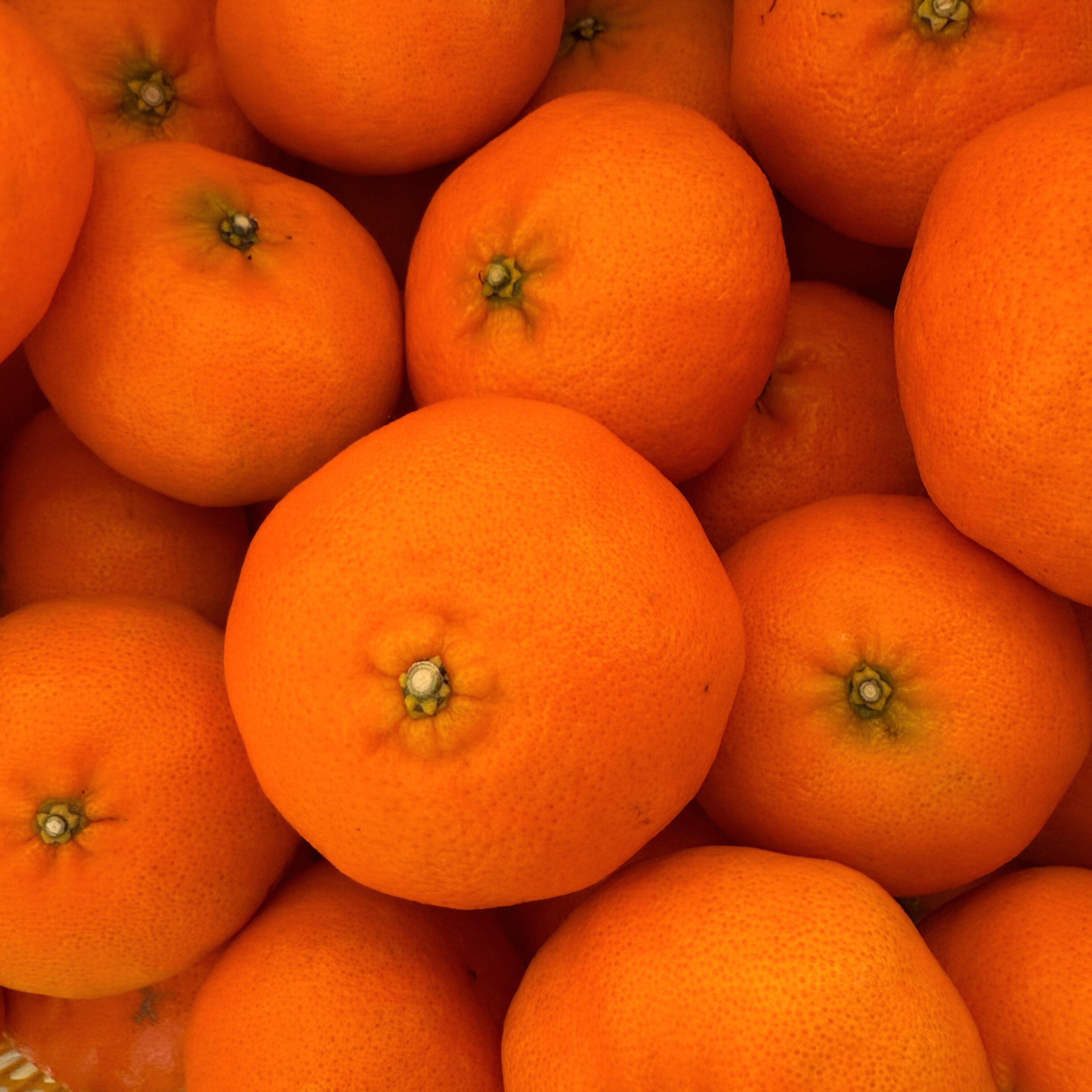 甘平の予約受付中です