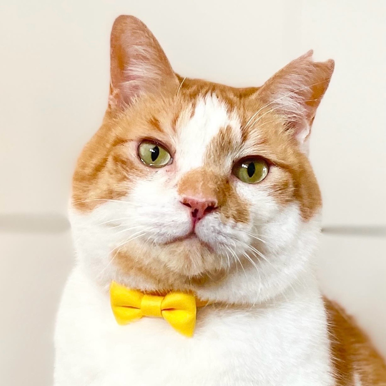 やさしさに包まれる首元。猫グッズ好きに贈る手づくり首輪