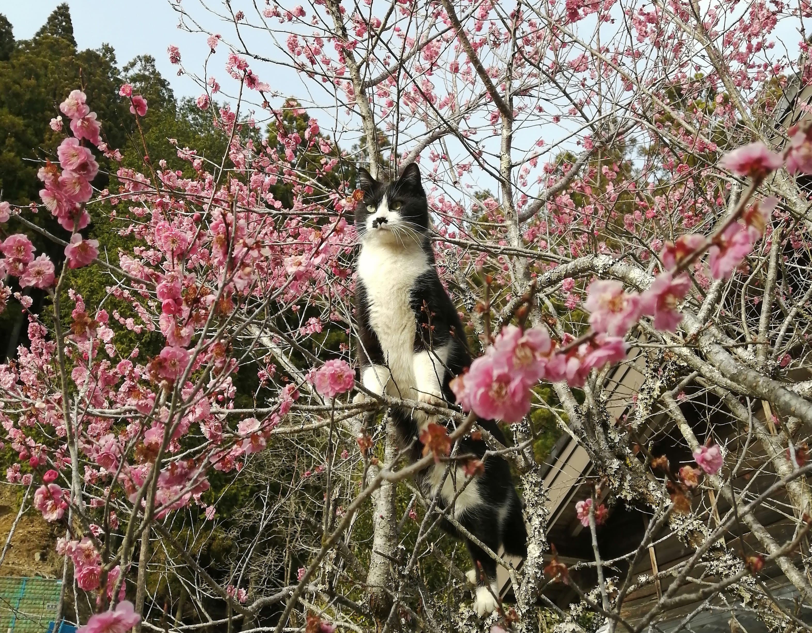 フルオーダーによる猫ちゃん表札の制作風景と新作をご紹介です