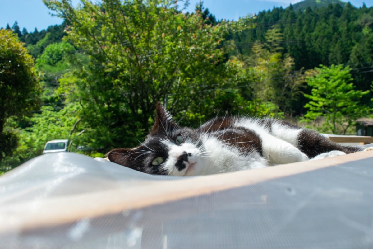 【猫モチーフ表札】かわいい猫ちゃんが玄関でお出迎え♩おしゃれな猫デザイン表札３点！