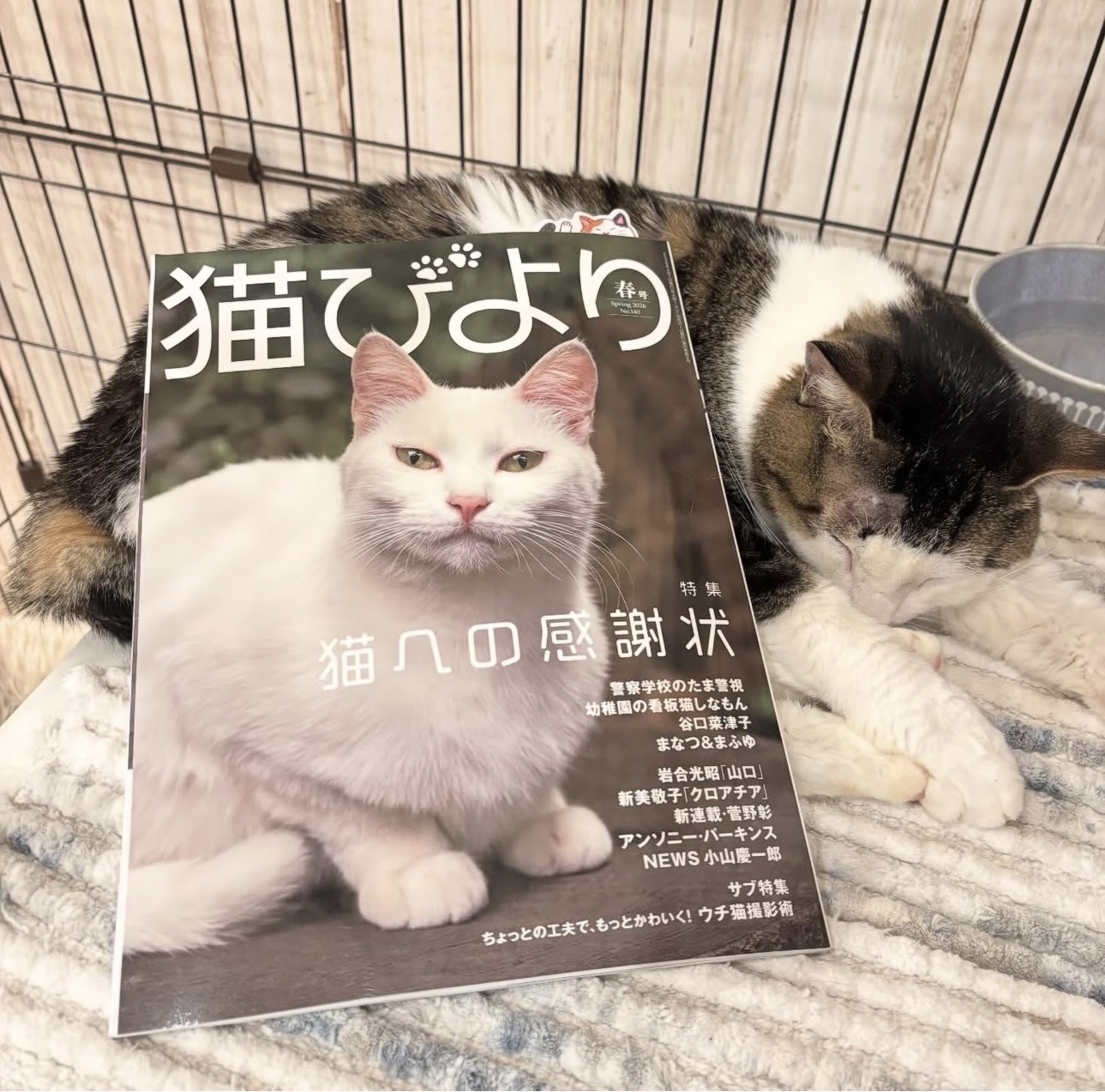 雑誌「猫びより 春号」に掲載されました